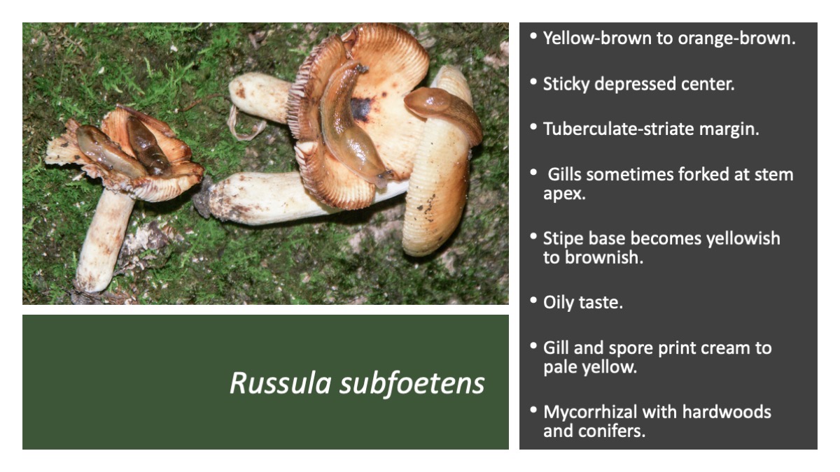 Slide52