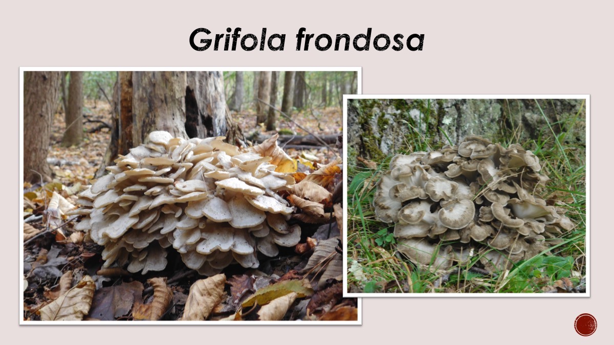 Slide60