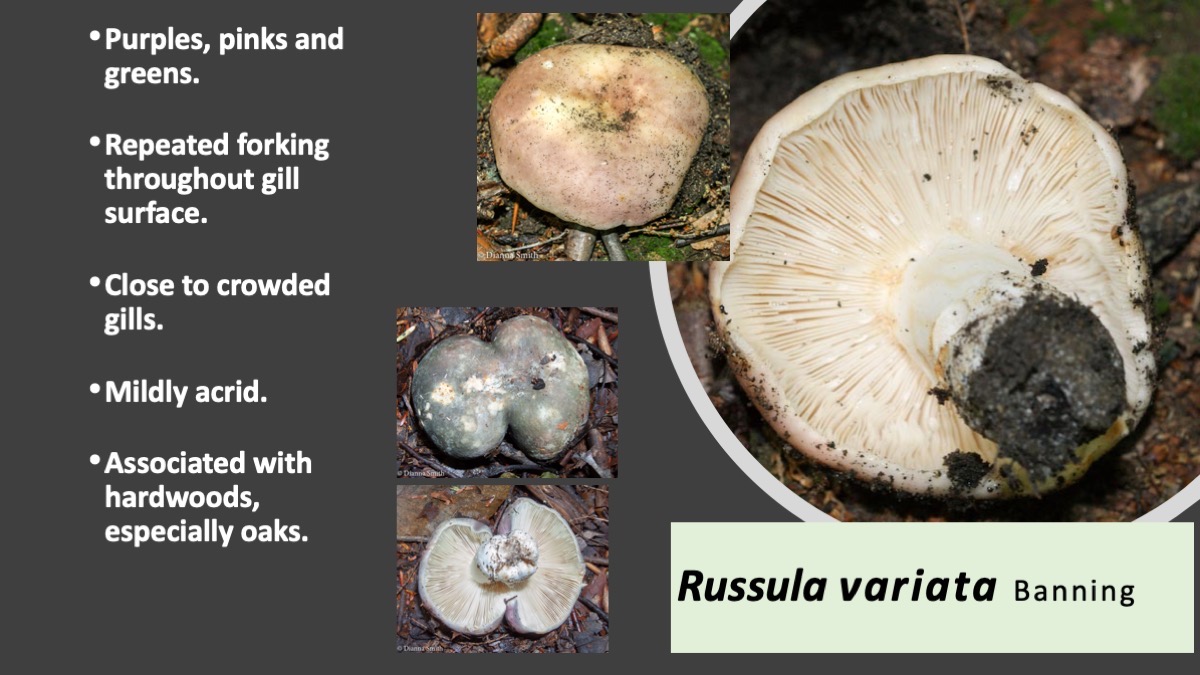 Slide61