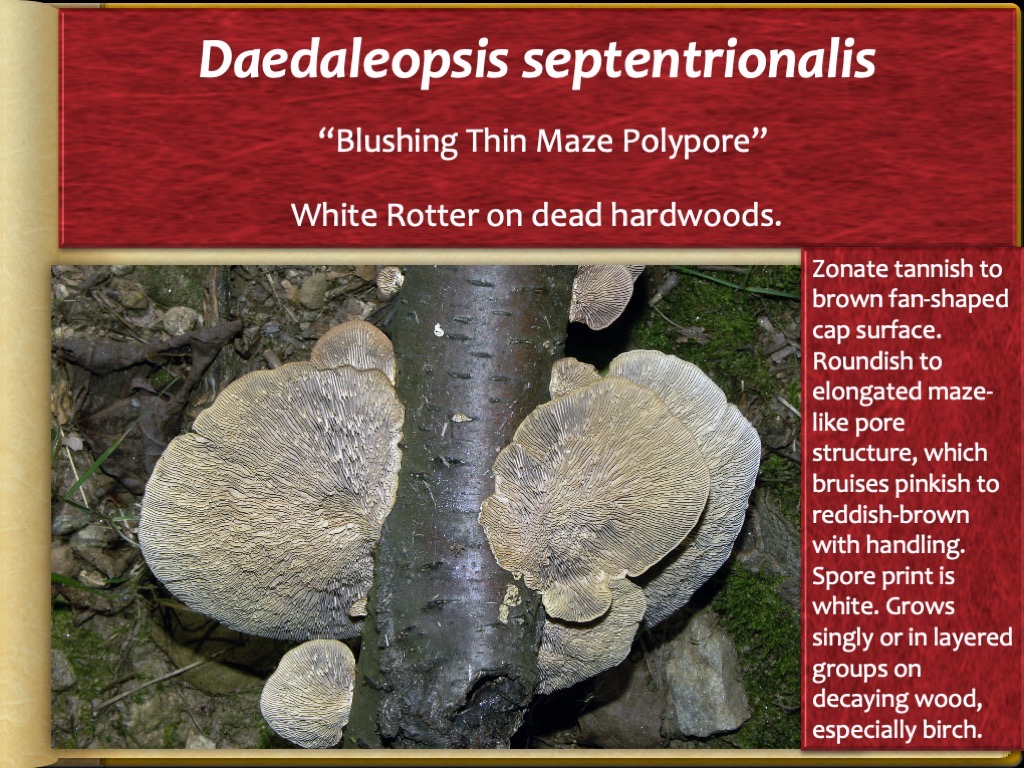 Slide61