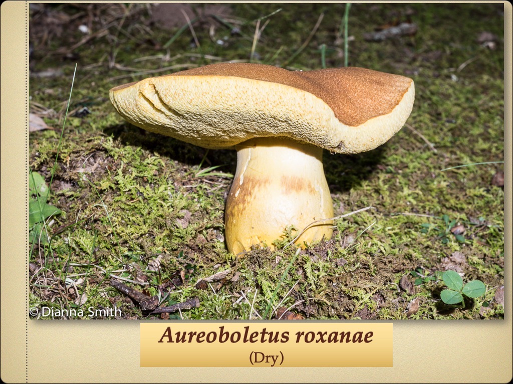 Slide62