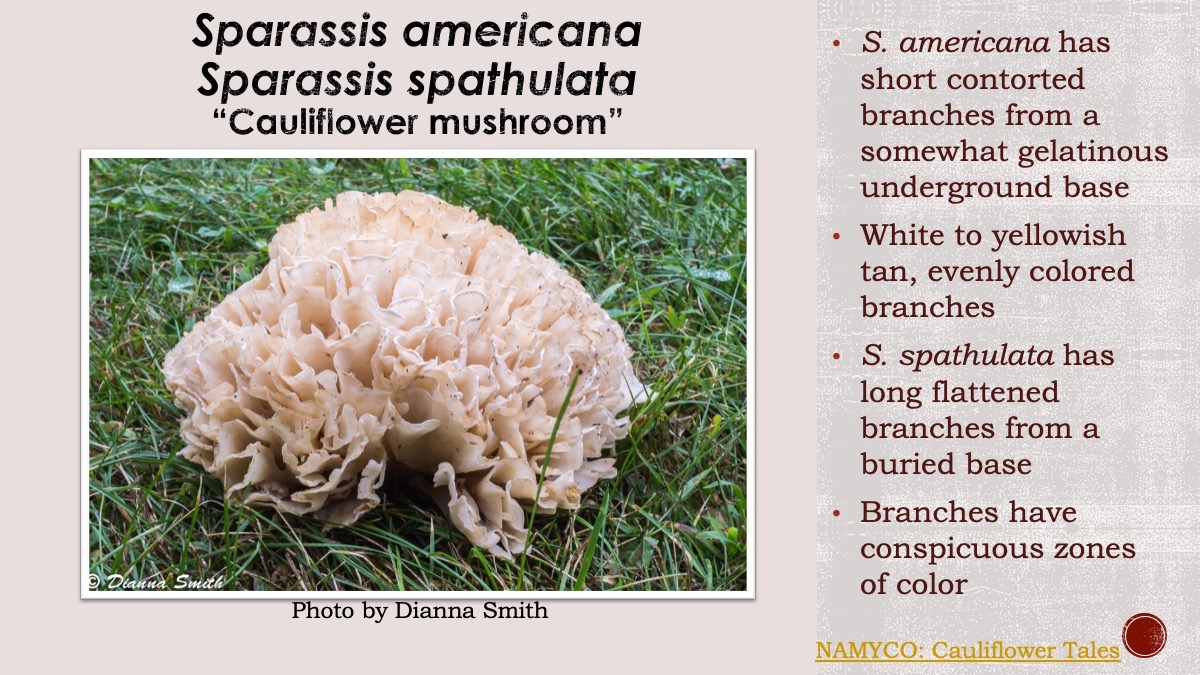 Slide62