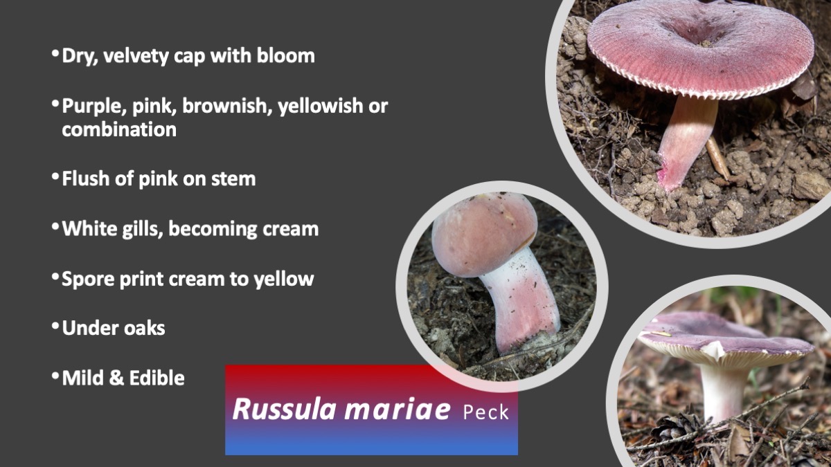 Slide63