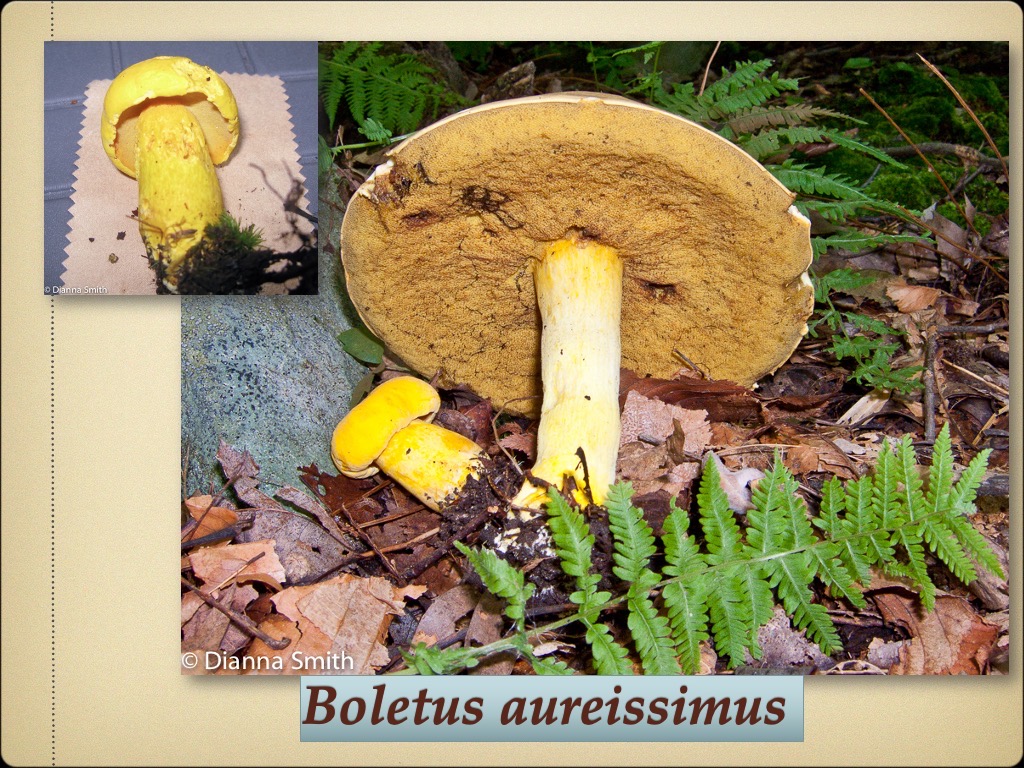 Slide64