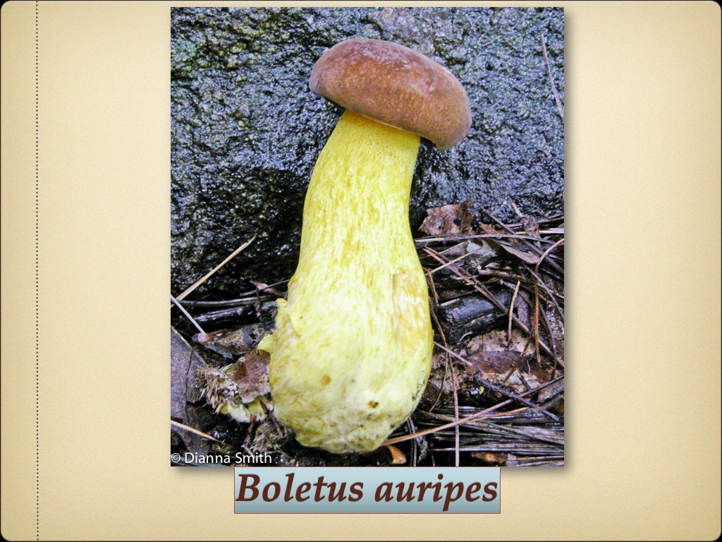 Slide65