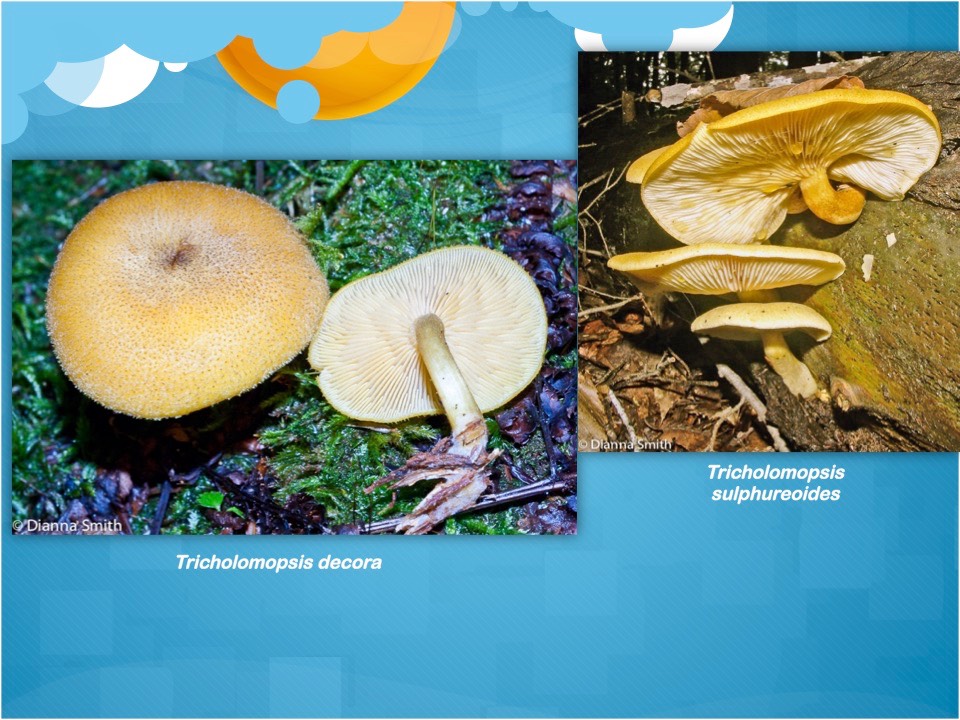 Slide65