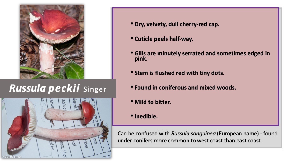 Slide66