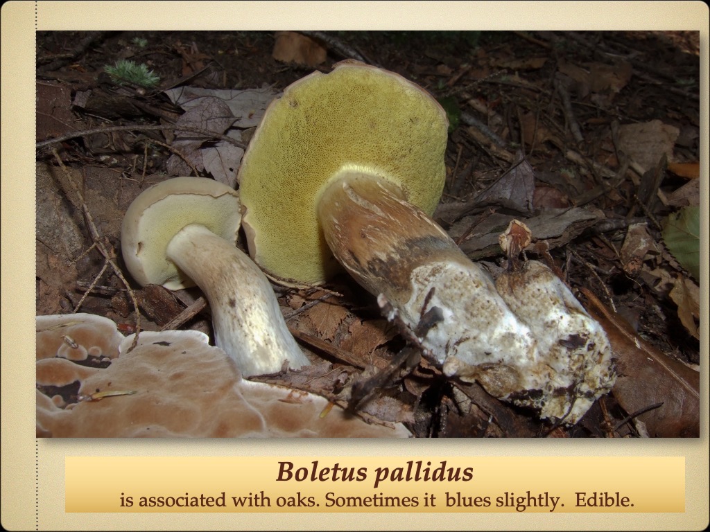 Slide67