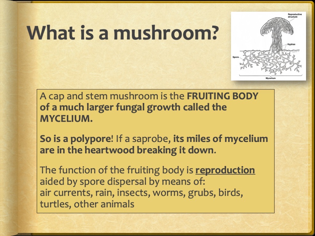 Slide7