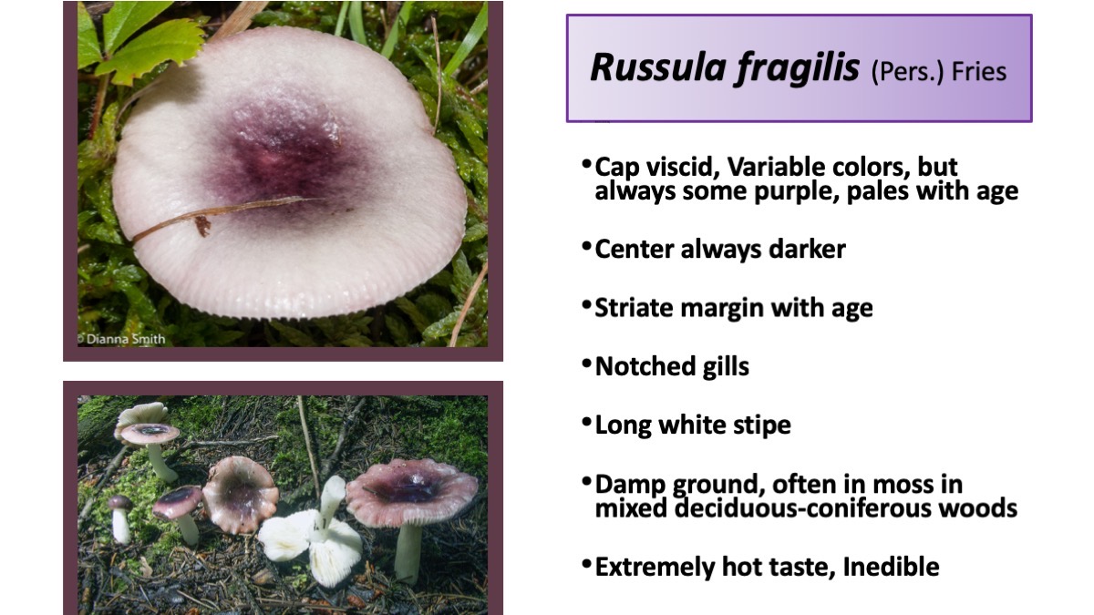 Slide74