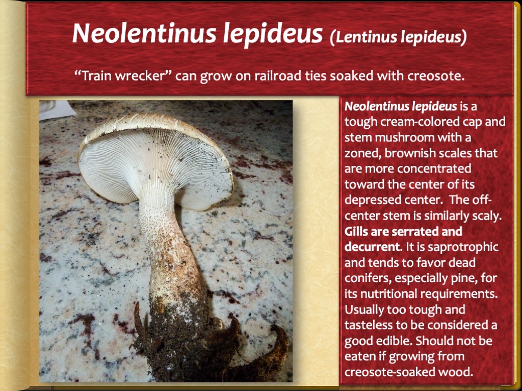 Slide74