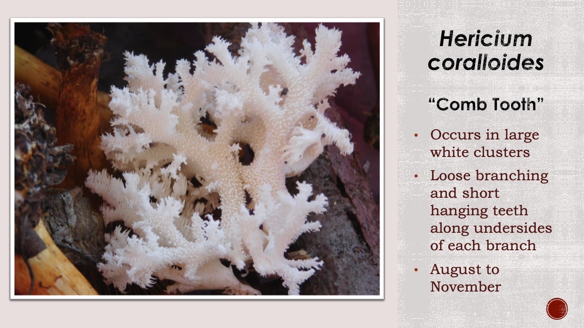 Slide75