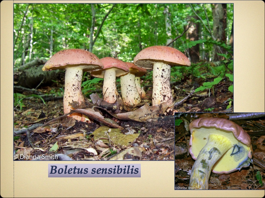 Slide76