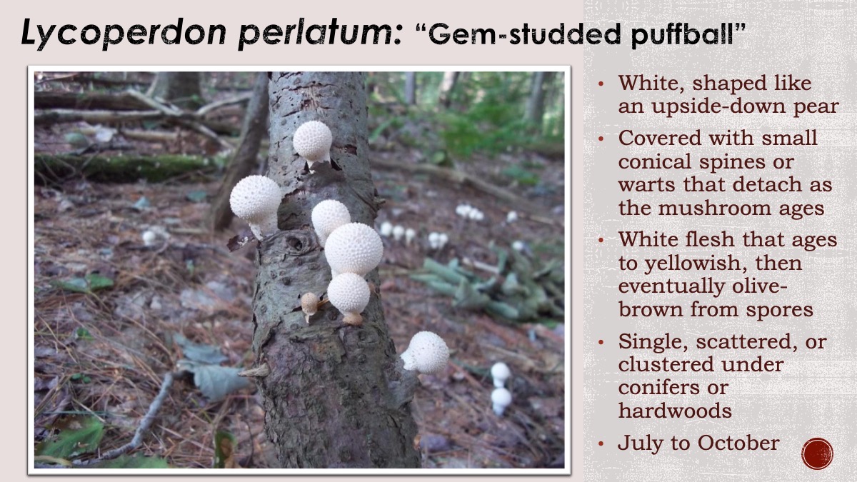 Slide77