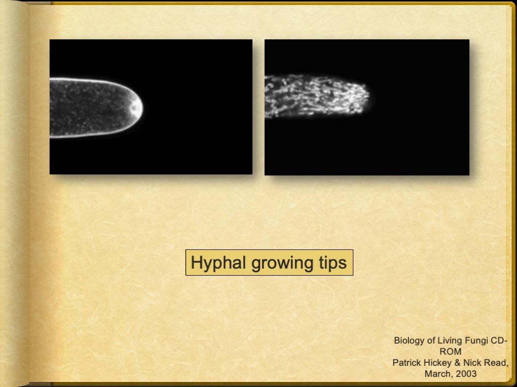 Slide8