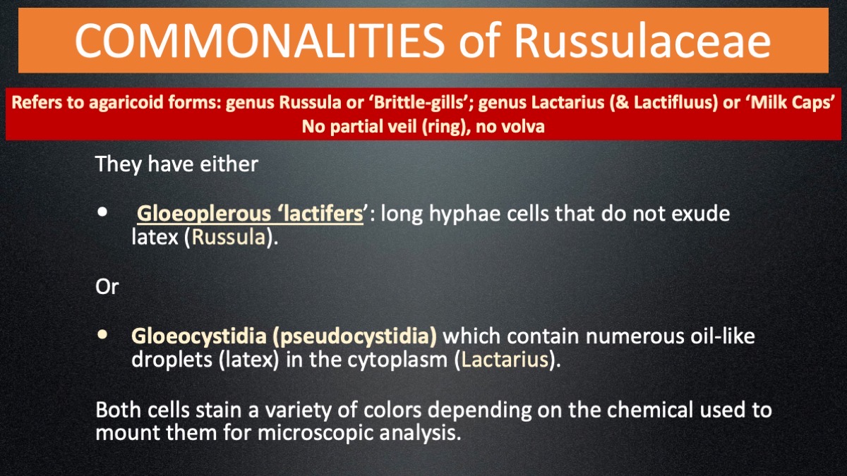 Slide8