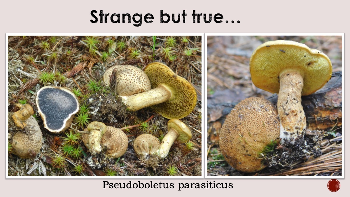 Slide82