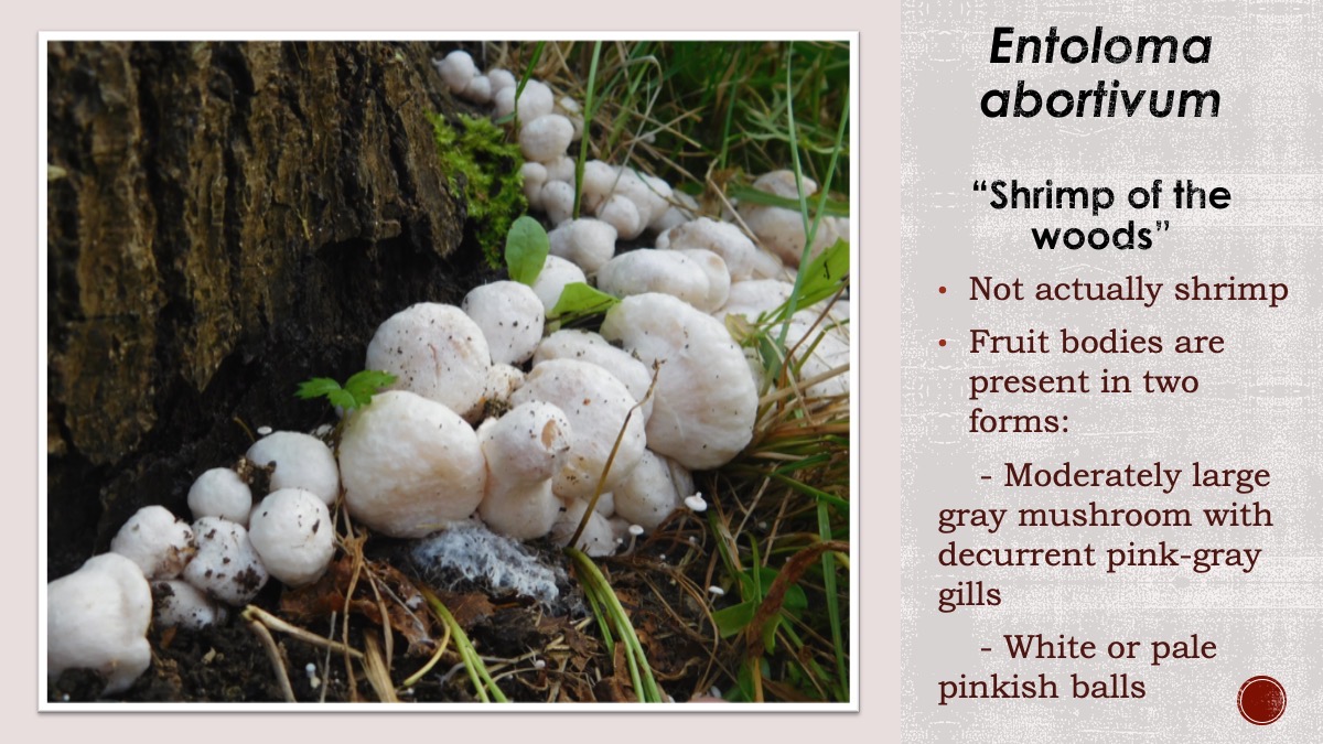 Slide83