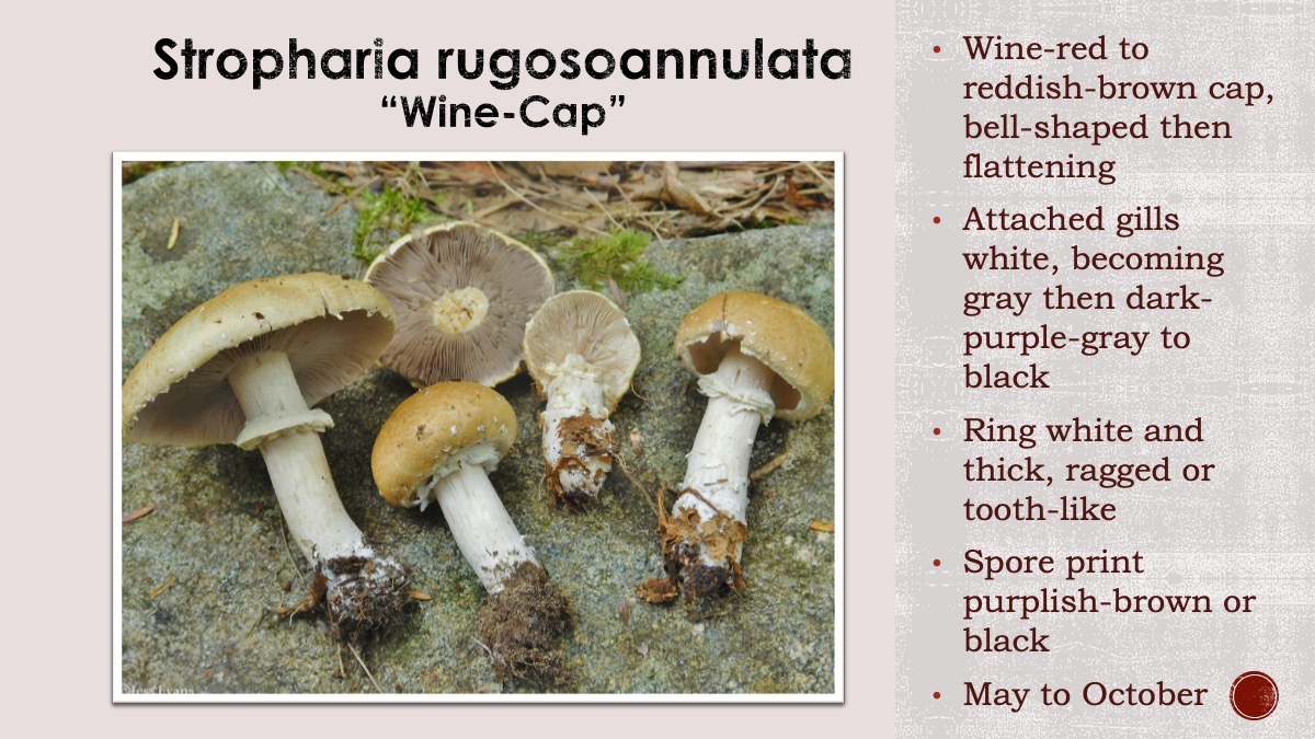 Slide85