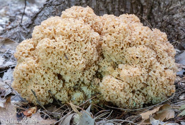 Sparassis americana 02641