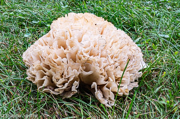 Sparassis spathulata 05403
