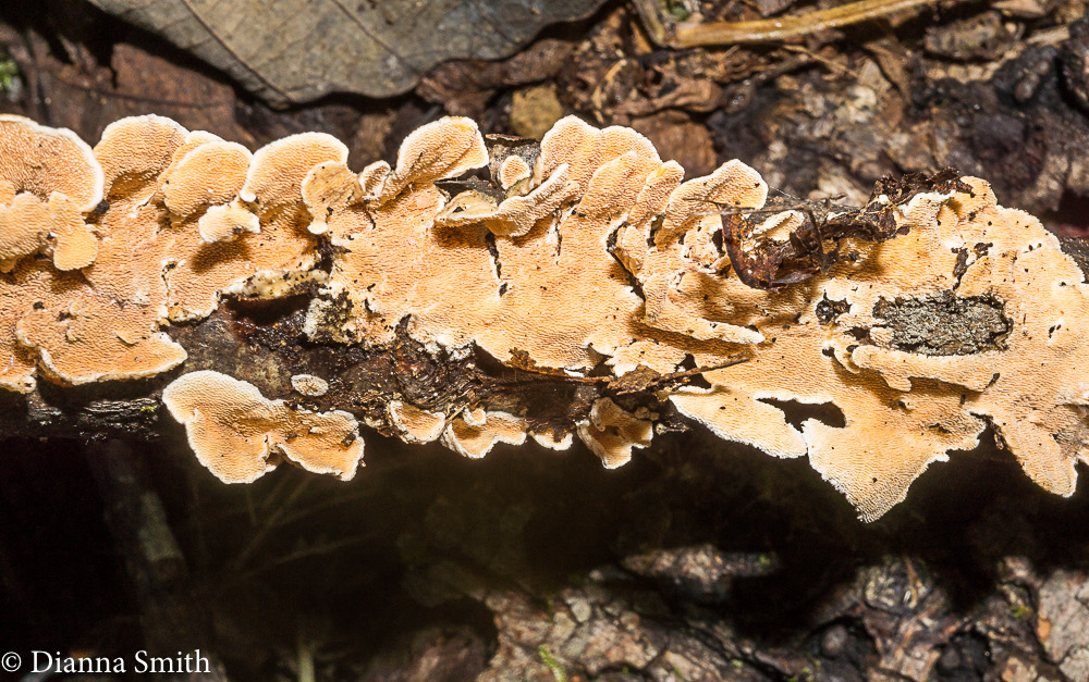 Steccherinum ochraceum 07709