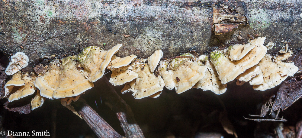 Steccherinum ochraceum 07710