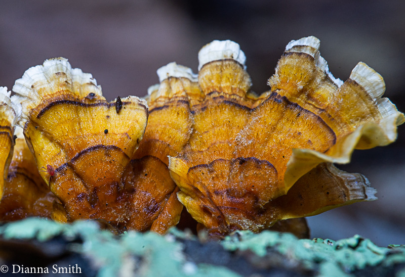 Stereum hirsutum? 01731