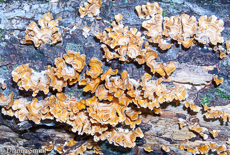 Stereum hirsutum 5635