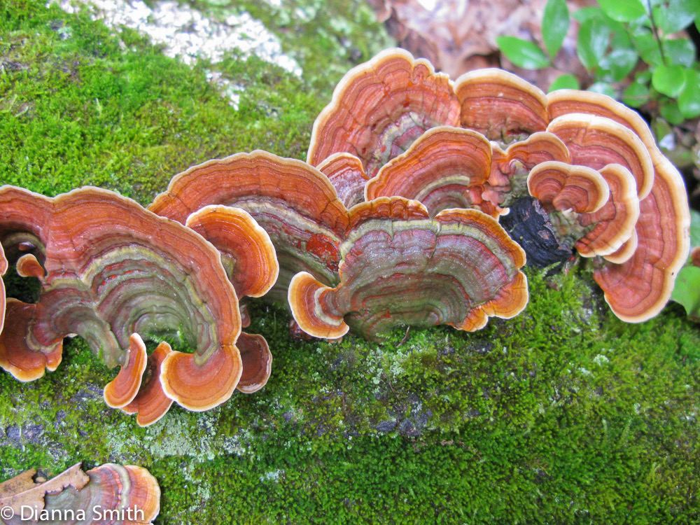 Stereum ostrea1154
