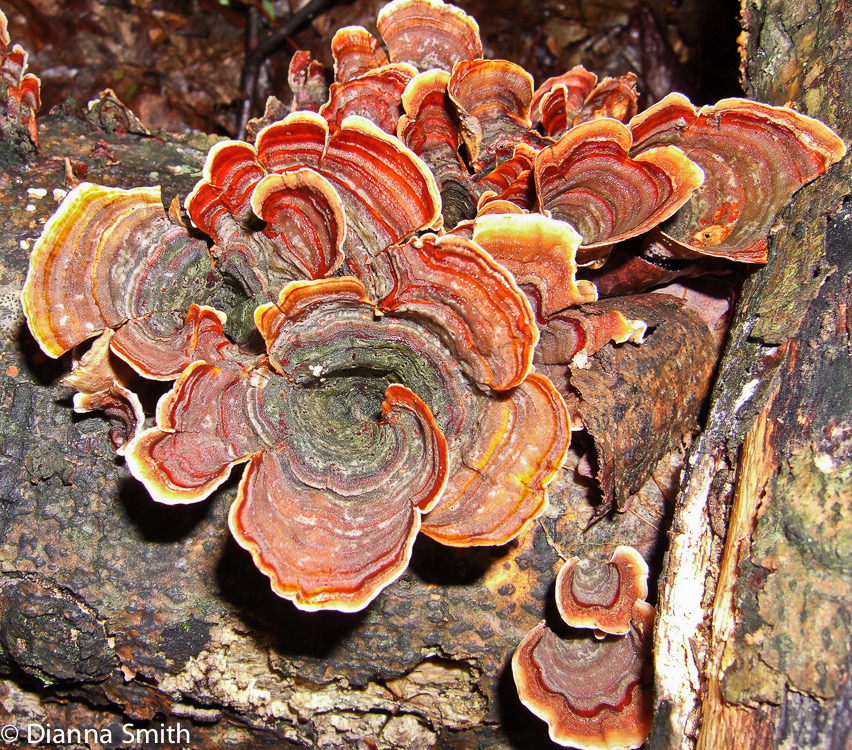 Stereum ostrea1547