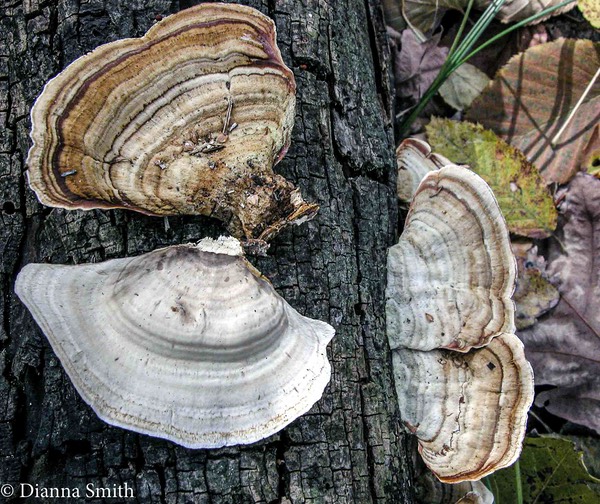 Stereum ostrea2131