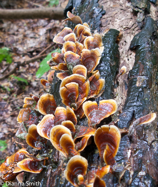 Stereum ostrea 1874