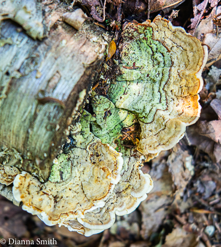 Stereum subtomentosum 0234