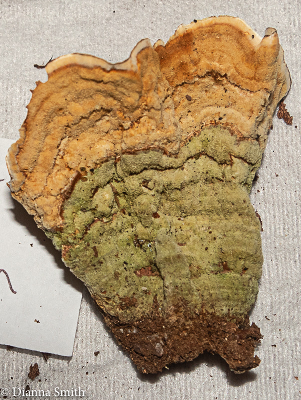 Stereum subtomentosum 0319