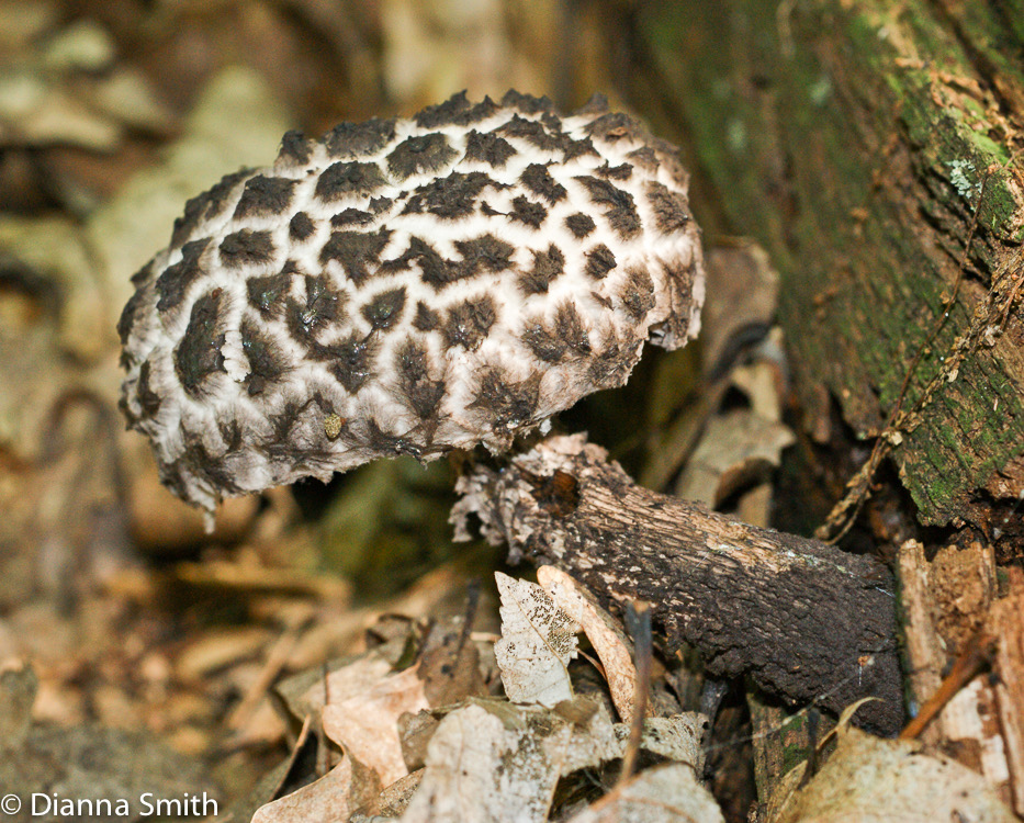 Strobilomyces strobilaceus (Strobilomyces floccopus)00479