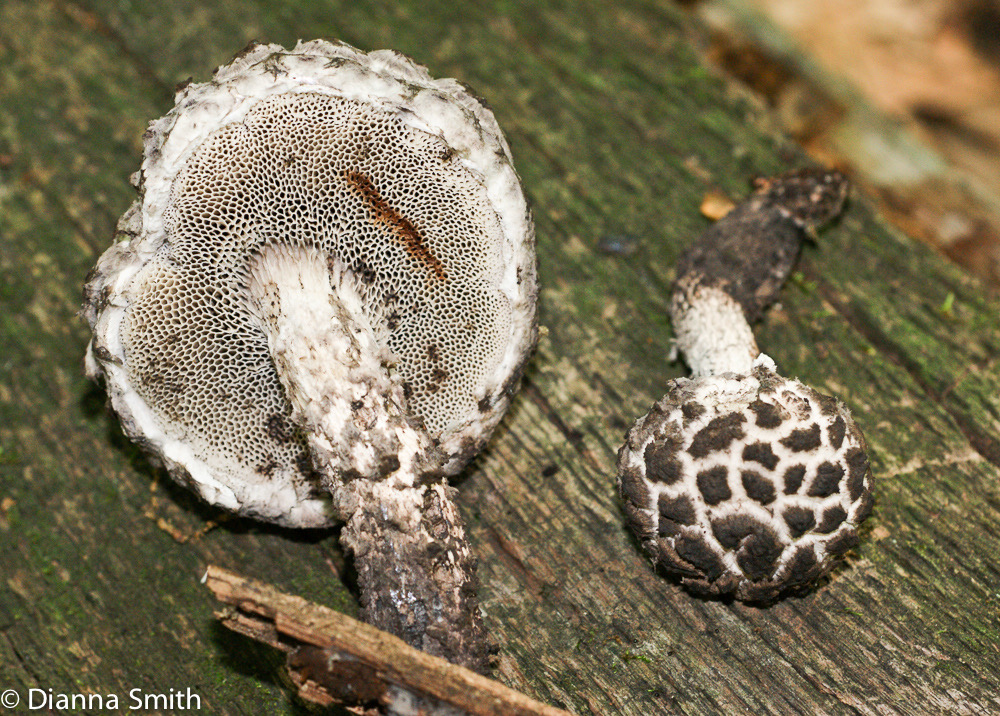 Strobilomyces strobilaceus (Strobilomyces floccopus)00484