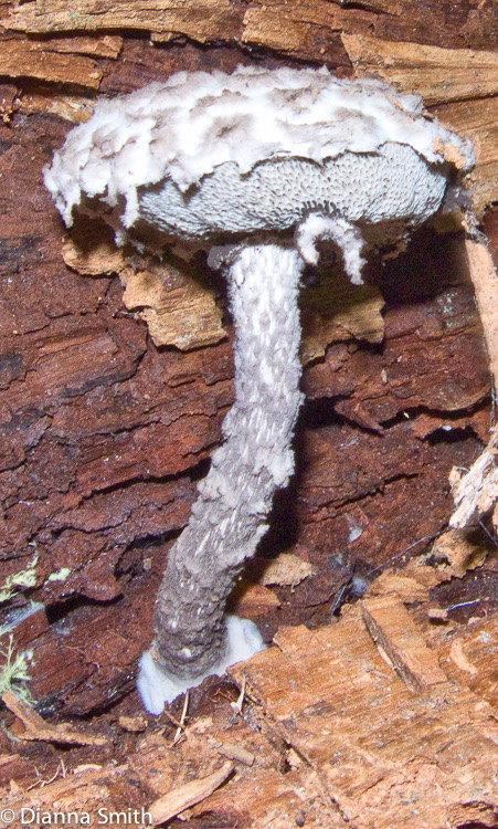 Strobilomyces strobilaceus (Strobilomyces floccopus)3001