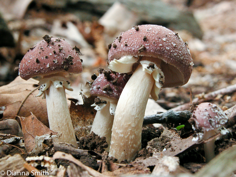Stropharia rugosoannulata9773