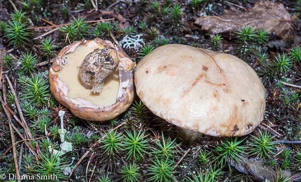 Suillus acidus (Suillus subalutaceus, S. intermedius) or intermedius 05915