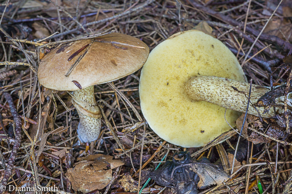 Suillus acidus (Suillus subalutaceus, intermedius) Suillus intermedius 03772