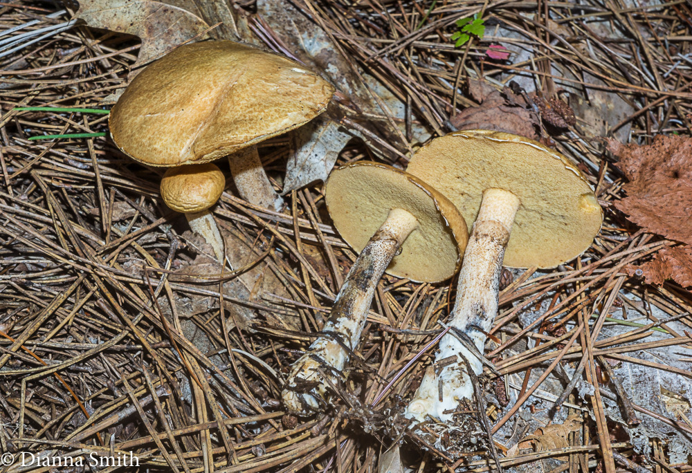 Suillus acidus (Suillus subalutaceus, S. intermedius)  or intermedius 07252