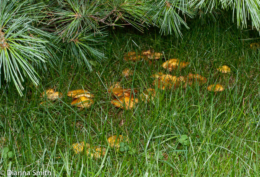 Suillus americanus01906