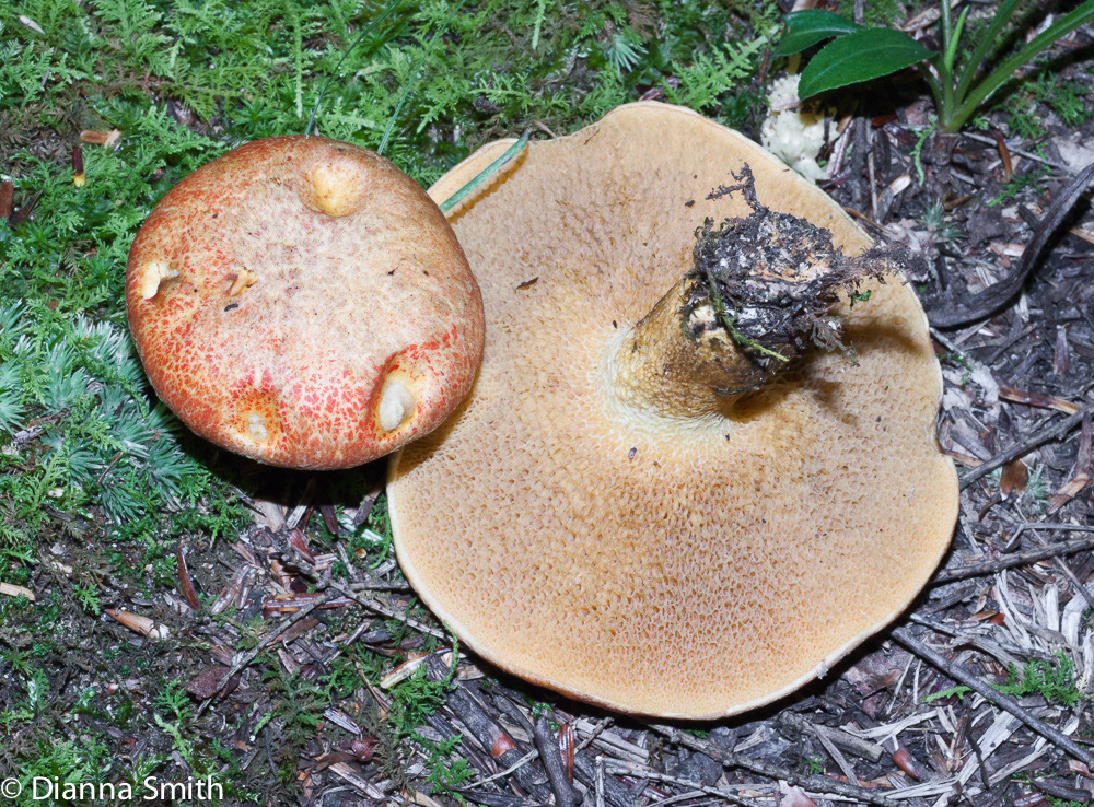 Suillus americanus02913