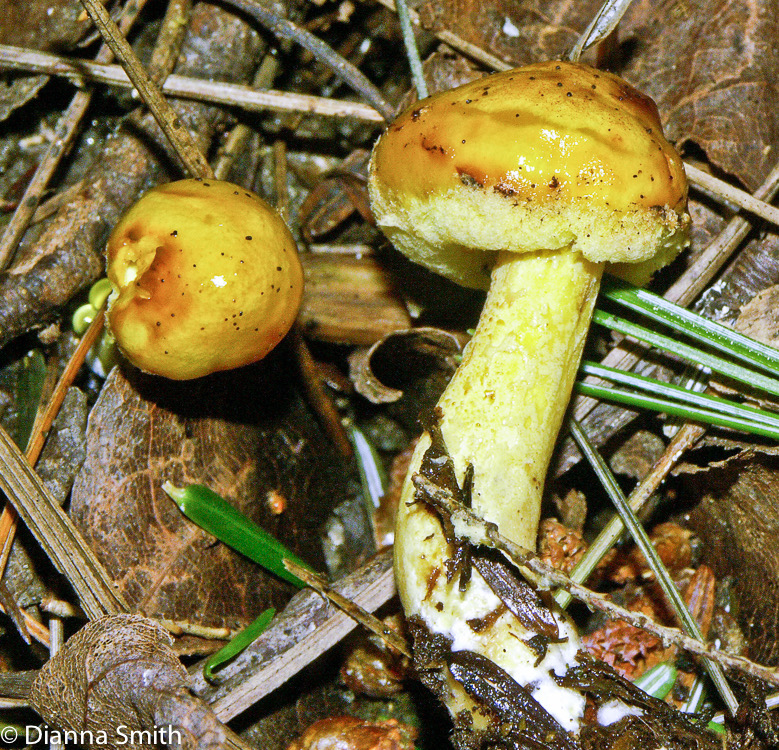 Suillus americanus0522