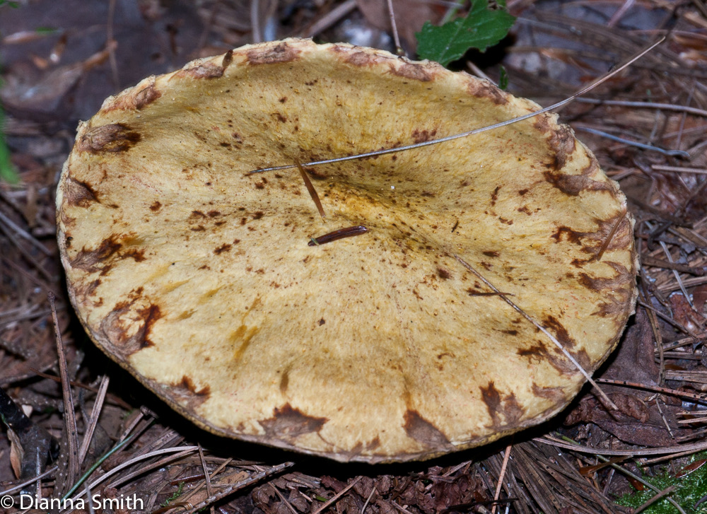 Suillus americanus1010204