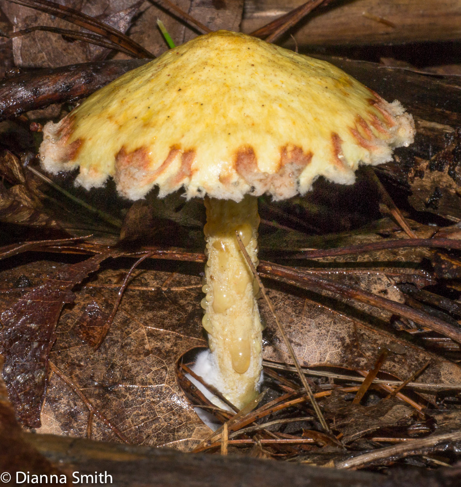 Suillus americanus1010387