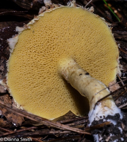 Suillus americanus1010388