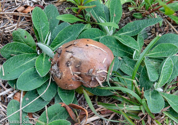 Suillus brevipes 03702