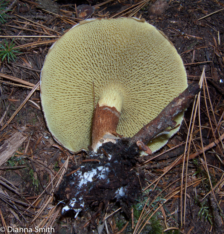 Suillus cavipes0790